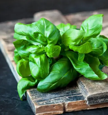 Infused Extra Virgin Olive Oil | <b>Basil</b> | 250ml 12/cs Wholesale