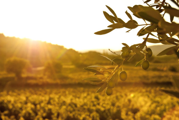 Extra Virgin Olive Oil | <b>2024 Crop</b> | 1 Gallon / 3.8 Liters