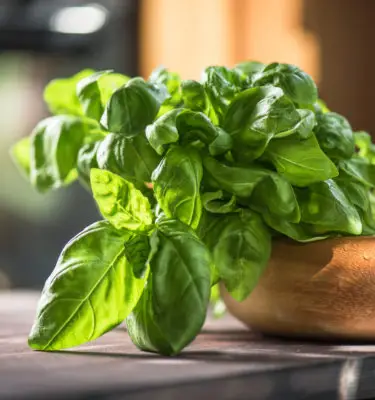 Garden Fresh Sweet Basil Pasta Sauce 24oz