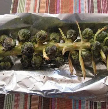 Brussel Sprouts Stalk Garlic Olive Oil Recipe