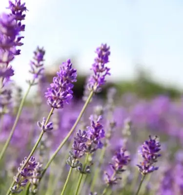 Infused Extra Virgin Olive Oil | <b>Lavender - Organic</b> | 55 Gallons / 208 Liters