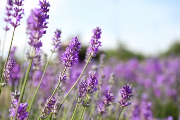 Infused Extra Virgin Olive Oil | <b>Lavender - Organic</b> | All Sizes