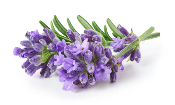 Infused Extra Virgin Olive Oil | <b>Lavender - Organic</b> | All Sizes