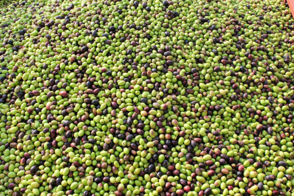 Extra Virgin Olive Oil | <b>2024 Crop</b> | 250ml/8.5oz