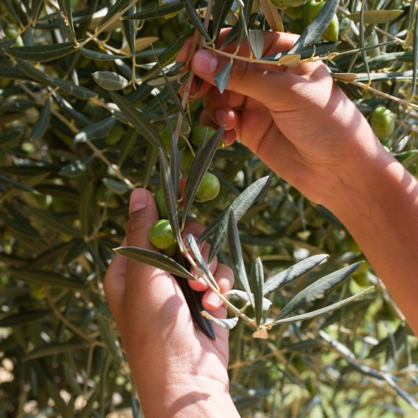 Extra Virgin Olive Oil | <b>Organic - 3 Pack</b> | 500ml / 16.9oz