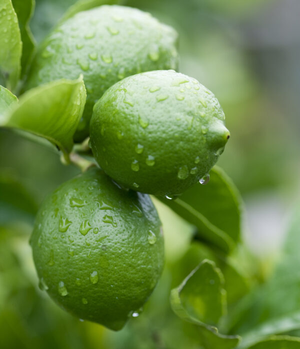 Infused Extra Virgin Olive Oil | <b>Lime</b> | All Sizes
