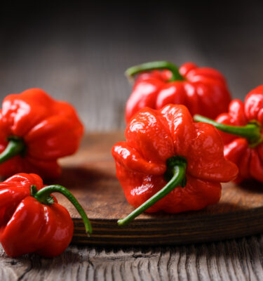 Infused Extra Virgin Olive Oil | <b>Scorpion Pepper - Organic</b> | 5 Gallon / 19 Liter