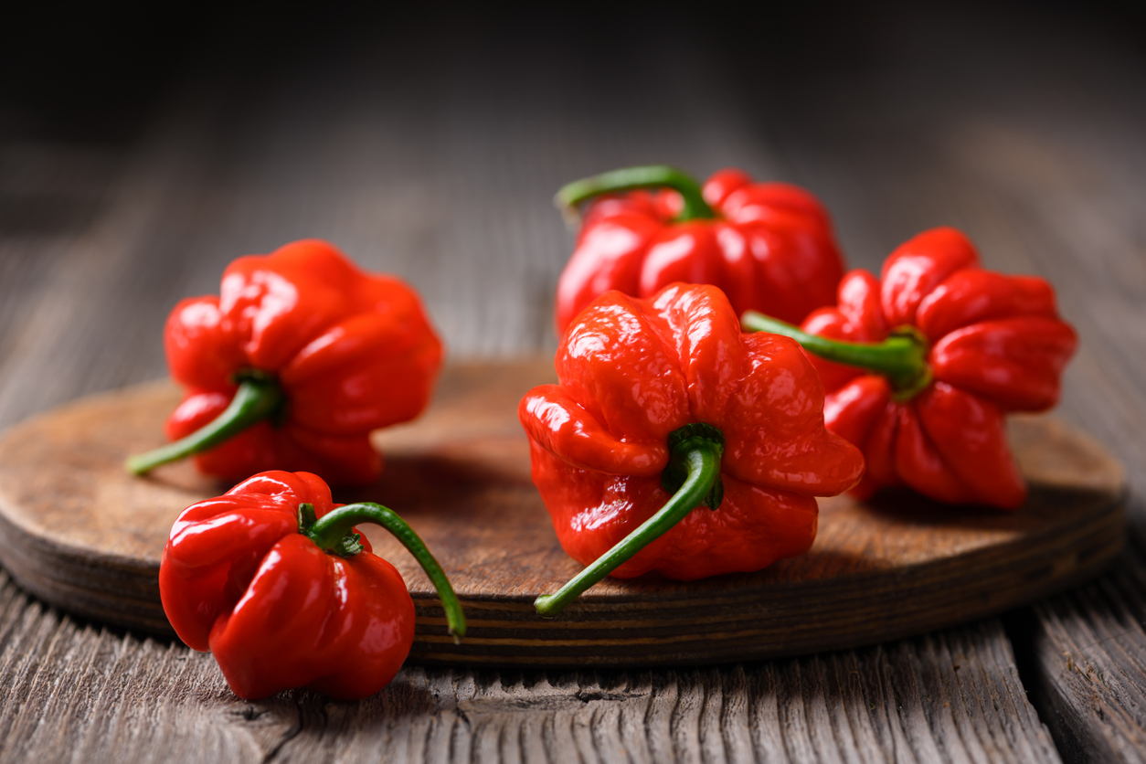 Infused Extra Virgin Olive Oil | <b>Scorpion Pepper - Organic</b> | 500ml 12/cs Wholesale