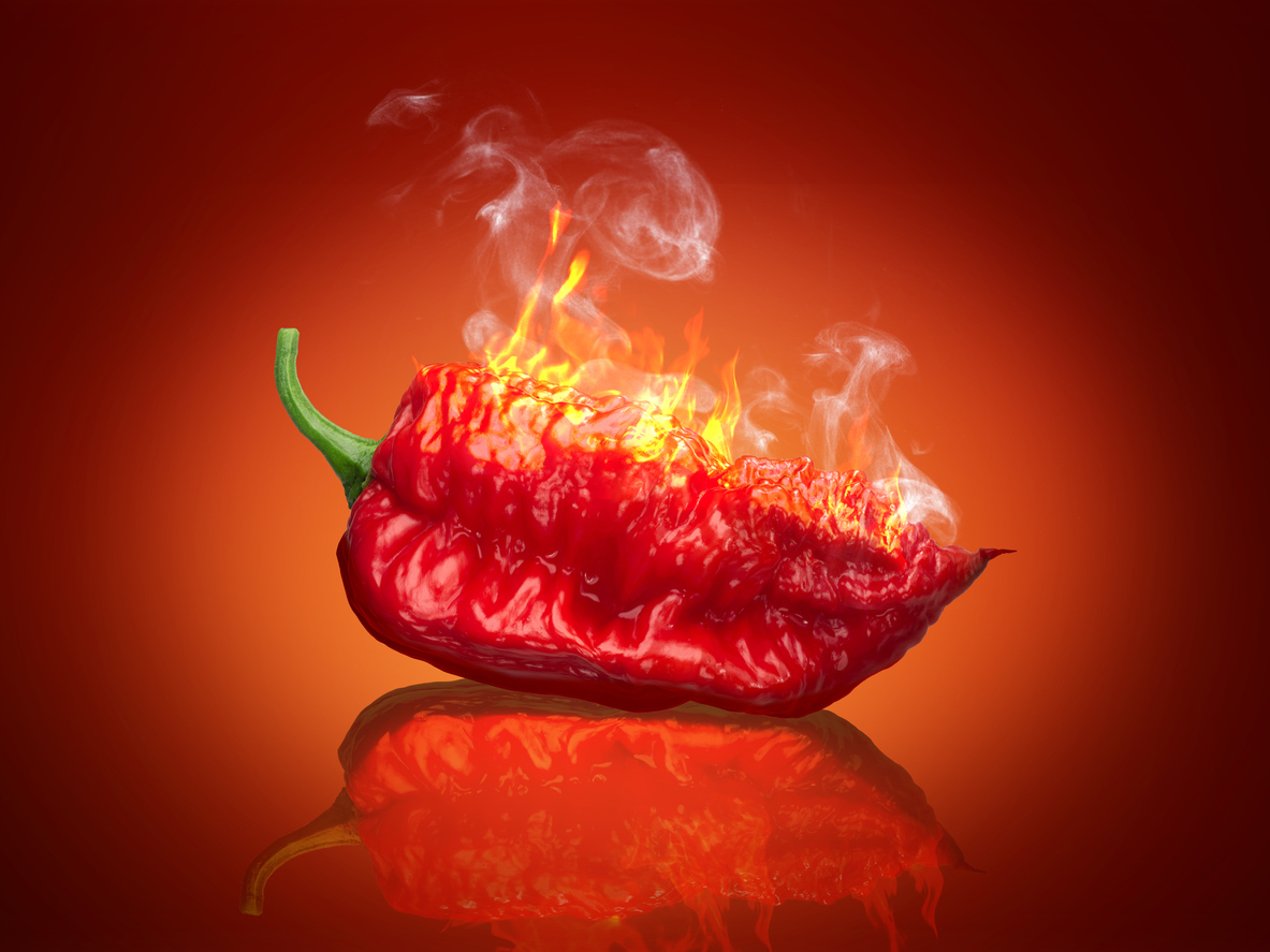 Infused Extra Virgin Olive Oil | <b>Carolina Reaper - Organic</b> | 500ml 12/cs Wholesale